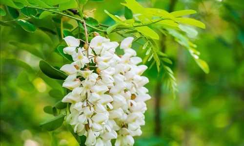 葱和韭菜的功效一样吗-【毛韭菜和韭菜啥区别】韭菜与毛葱区别图片 - 韭菜与毛葱区别网